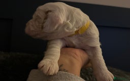 Cockapoo dogs for sale: Gorgeous F2B Cockapoo puppies  - Image 27