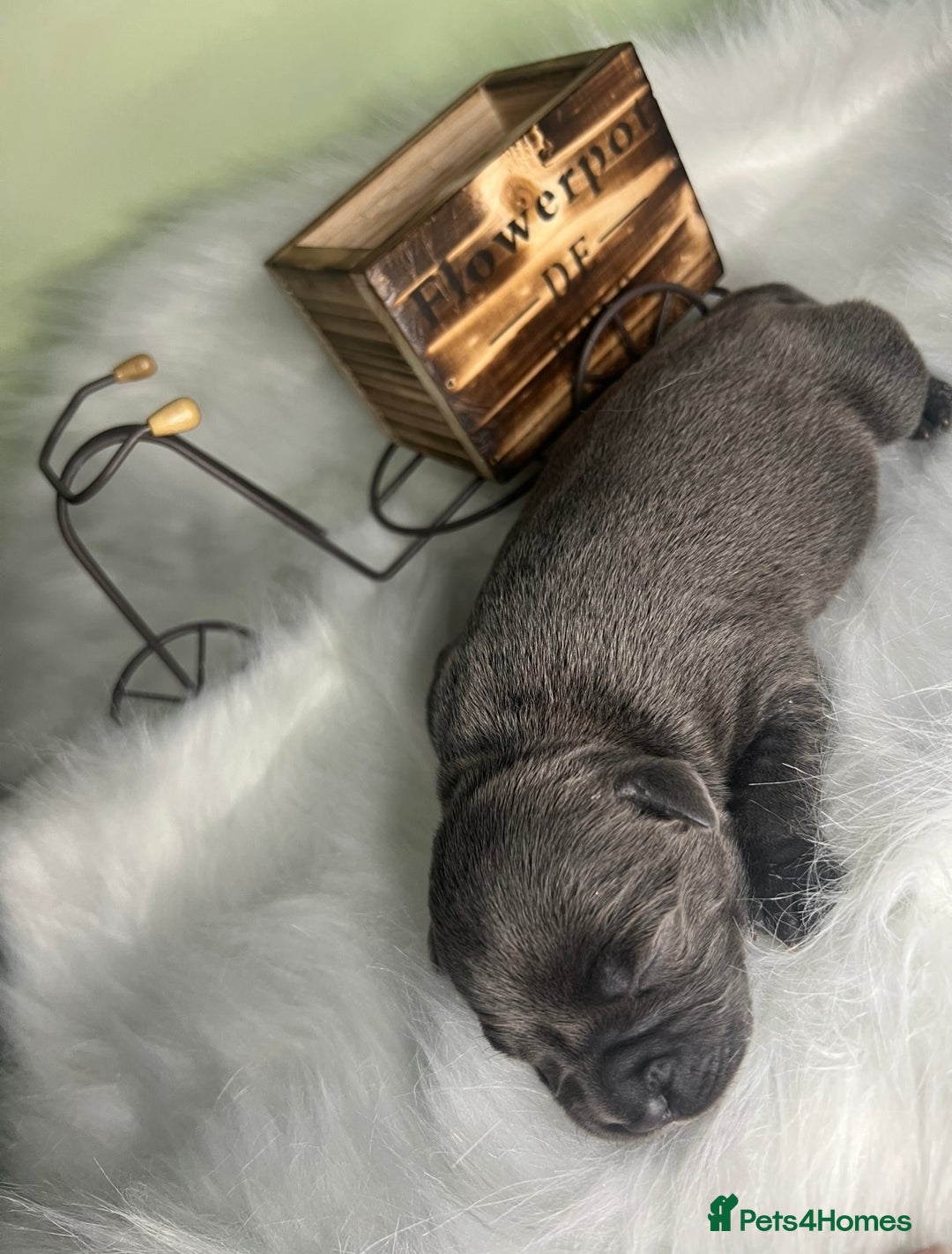 Staffordshire Bull Terrier dogs for sale: Champion Bloodline Blue Staffordshire BullTerriers - Advert 6