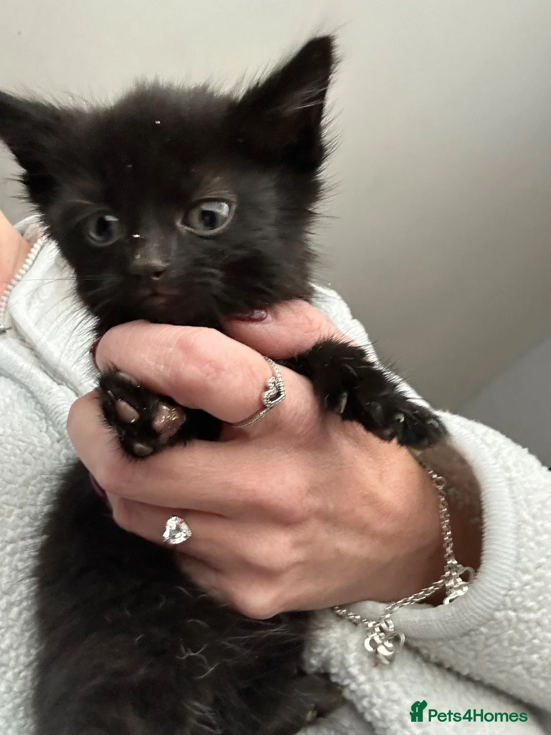 Mixed Breed cats for sale: Mixed breed kittens - Advert 6
