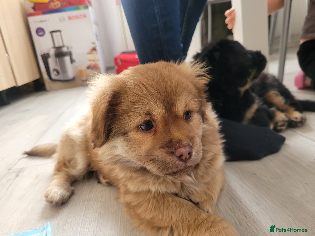 Mixed Breed dogs for sale: Pekingese mix breed puppies  - Advert 16