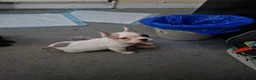 French Bulldog dogs for sale: 2 female French bulldog pups - Advert 4