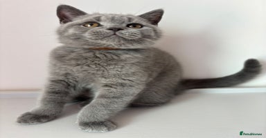 British Shorthair cats in Braintree - Advert 2