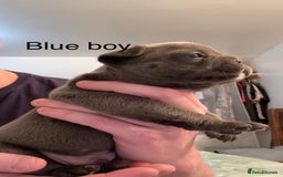 French Bulldog dogs for sale: 4 beautiful blue French bulldogs  - Image 5