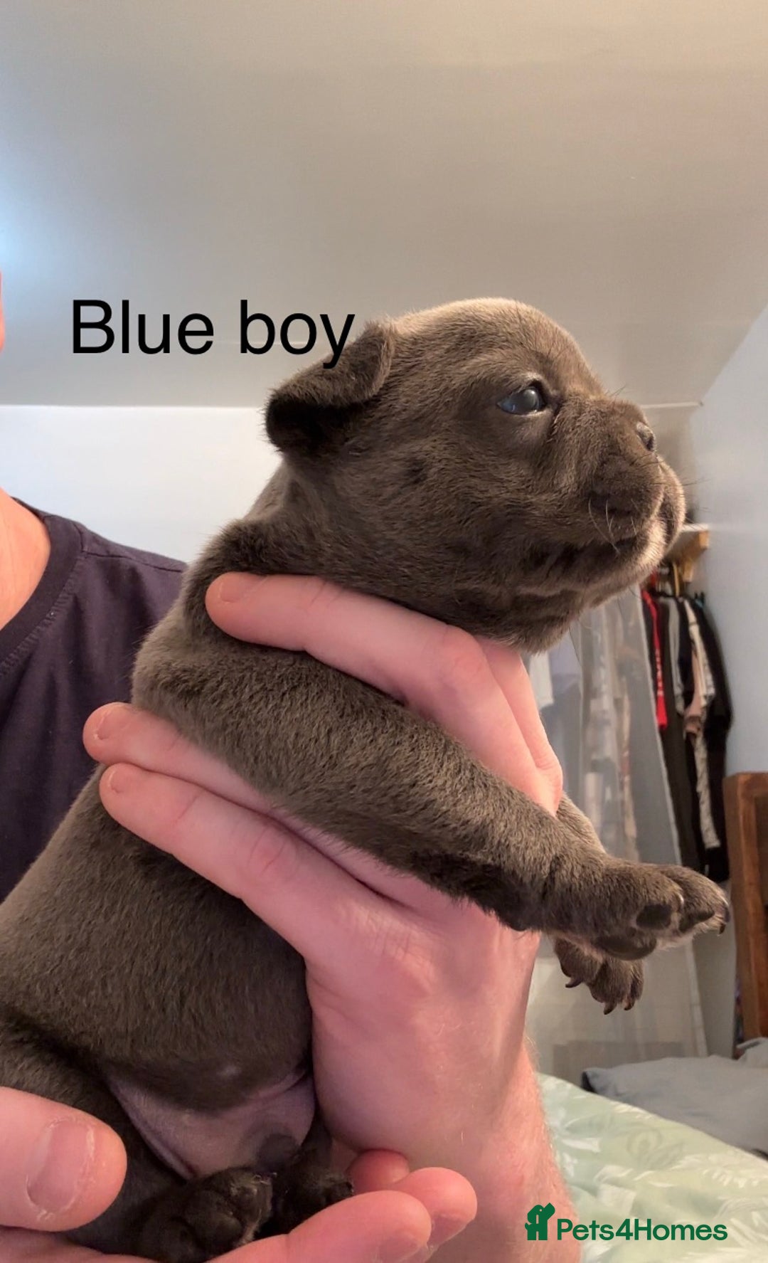 French Bulldog dogs for sale: 4 beautiful blue French bulldogs  - Image 5