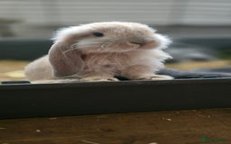French Lop rabbits for sale: Beautiful French Lop Bunnies - Image 28