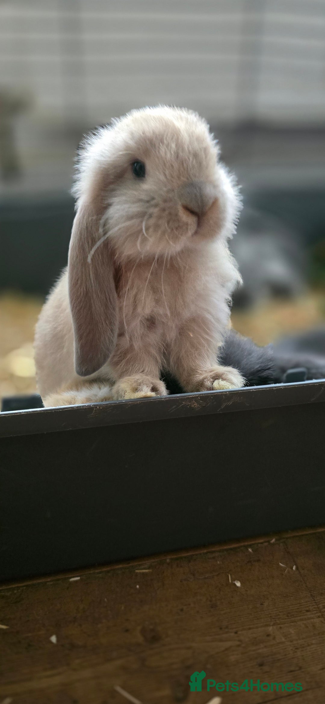 French Lop rabbits for sale: Beautiful French Lop Bunnies - Image 28