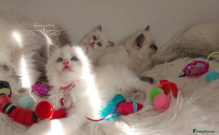 Ragdoll cats - Advert 1