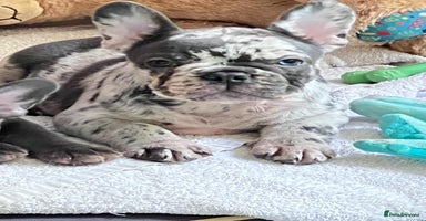 French Bulldog dogs - Advert 14