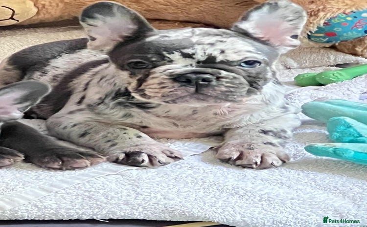 French Bulldog dogs - Advert 1