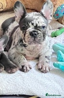 French Bulldog dogs - Advert 5