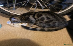 Bengal cats for sale: Frankie. Bengal X Moggy - Image 7