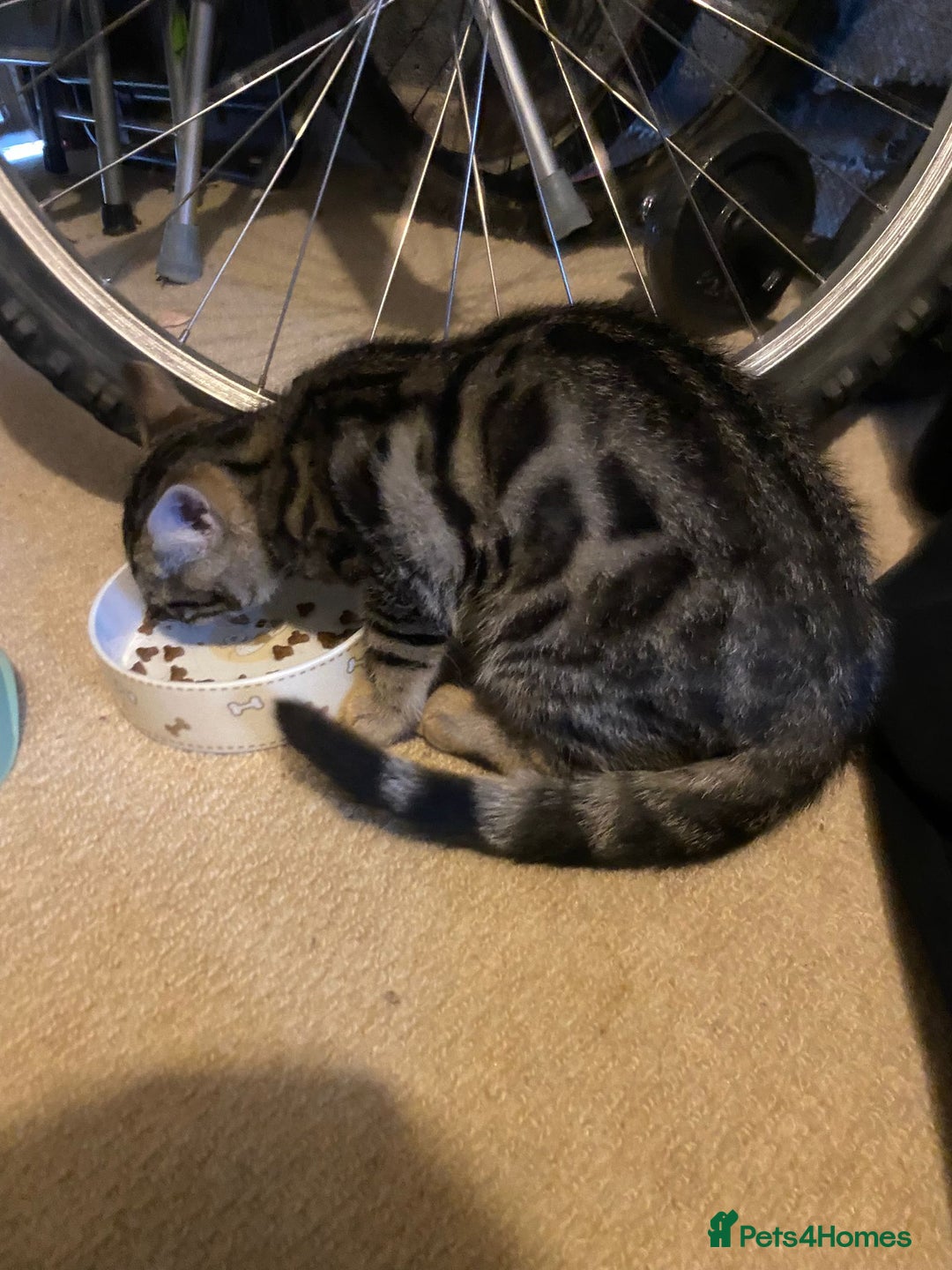 Bengal cats for sale: Frankie. Bengal X Moggy - Image 7