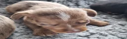 Mixed Breed dogs for sale: Wire Dachshund x Pomeranian - Advert 6