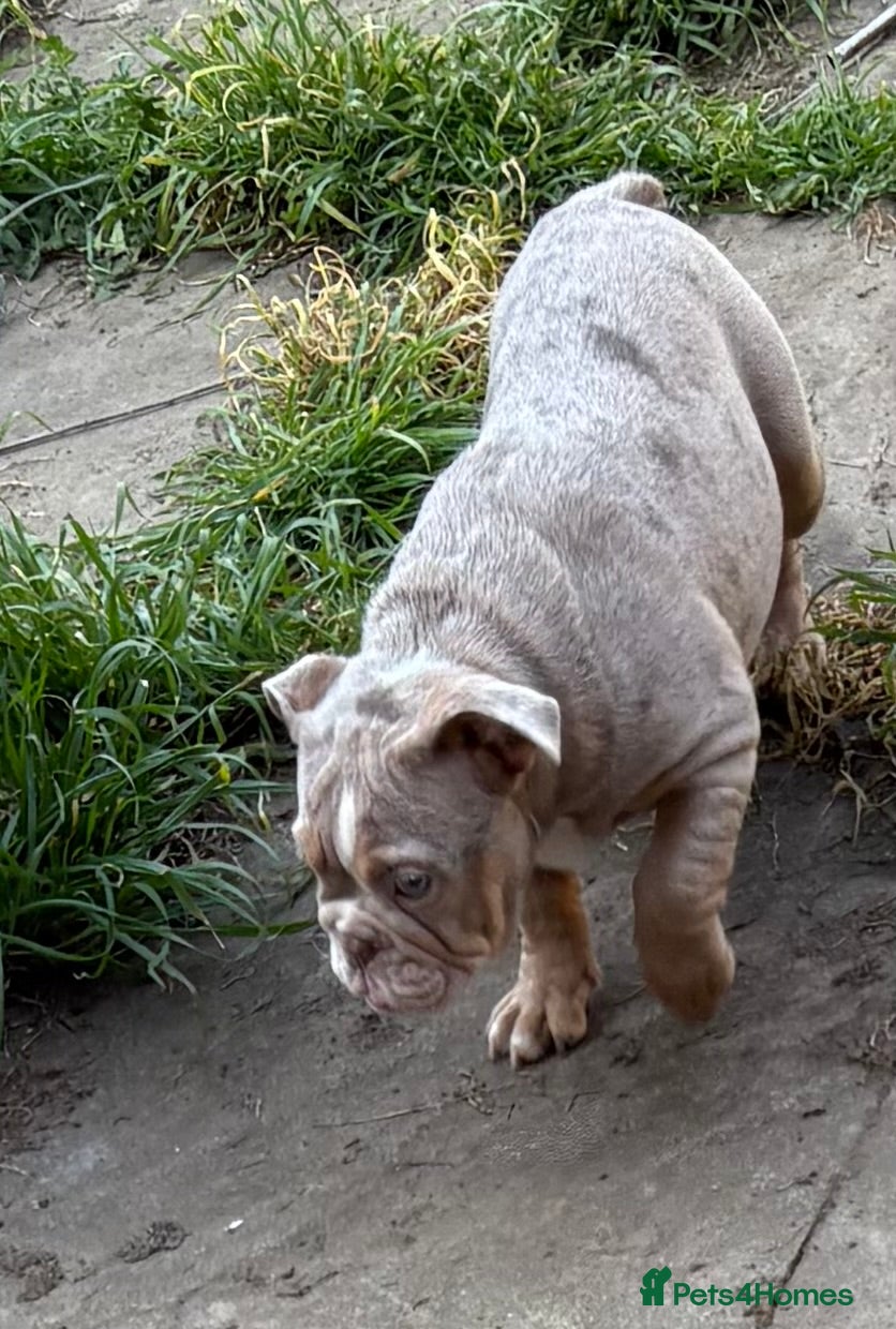 English Bulldog dogs beautiful english bulldog for sale  - Advert 7