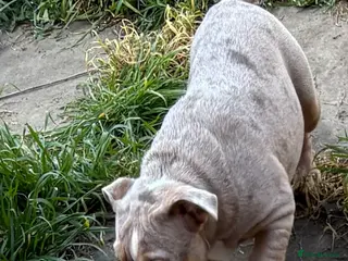 English Bulldog dogs beautiful english bulldog for sale - Advert 7