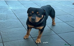 Rottweiler dogs for sale: Bruno. Stunning 1yr 8 months Rottweiler boy - Image 1