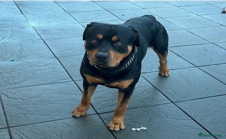 Rottweiler dogs - Advert 4