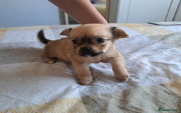 Jack Russell dogs for sale: Jack Russell for sale - Image 3