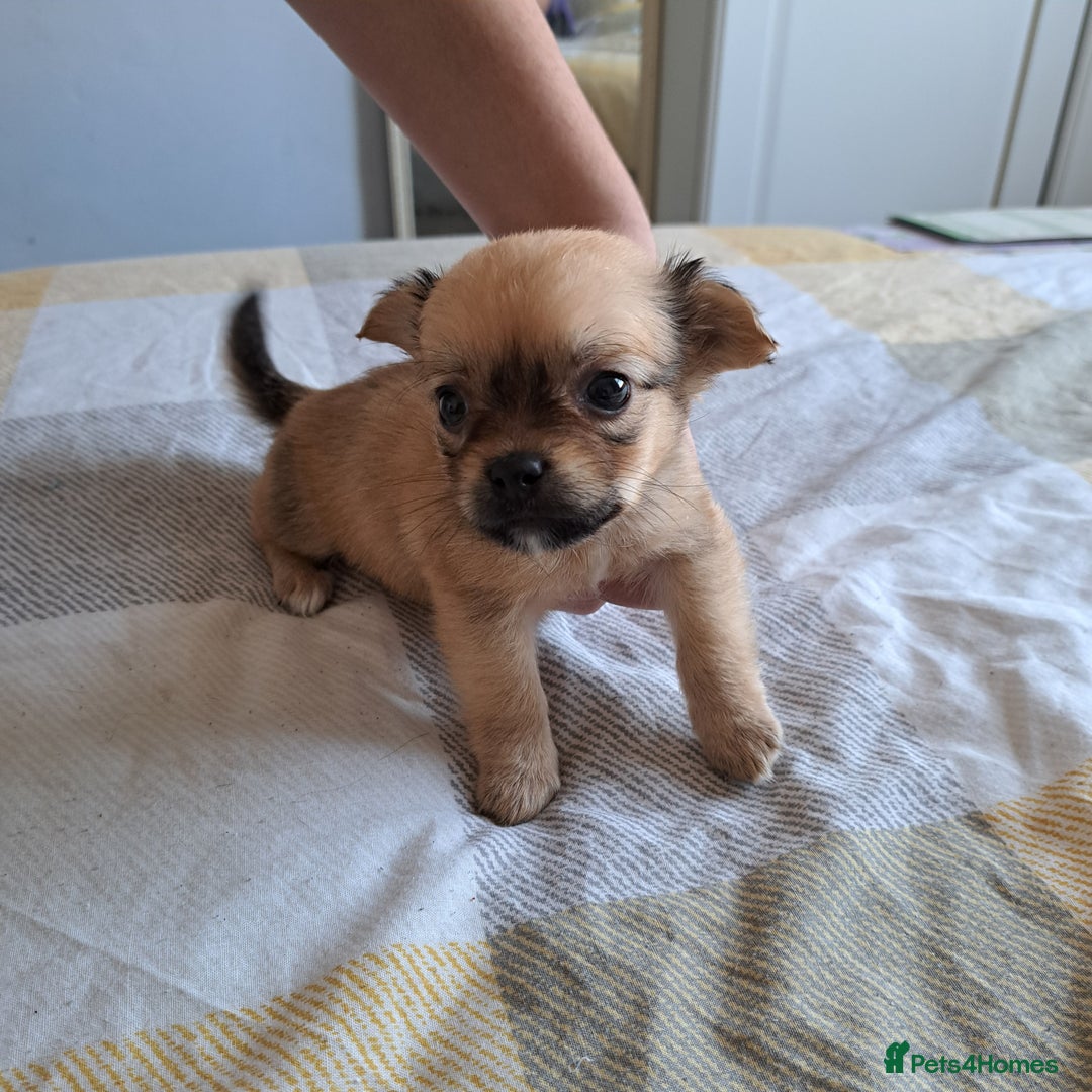 Jack Russell dogs for sale: Jack Russell for sale - Image 3