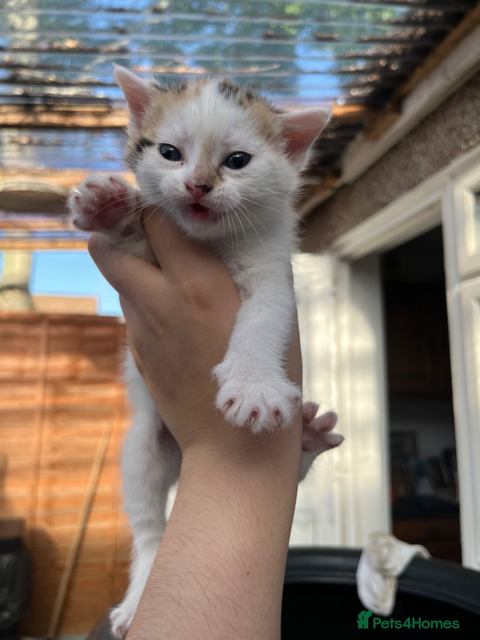 Mixed Breed cats 2 Girls & 1 Boy Looking for Loving Homes! 🏡💕 - Advert 1