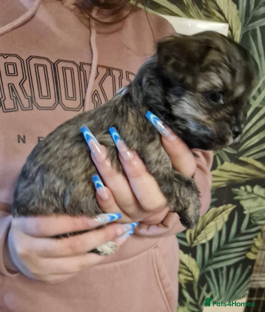 Mixed Breed dogs for sale: Lhasa Apso X Yorkshire terrier - Advert 6