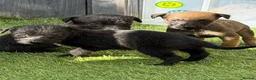 Mixed Breed dogs for sale: Bedlington whippet in Bradford - Advert 6
