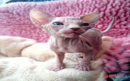 Sphynx cats for sale: Sphynx Kittens - Image 9