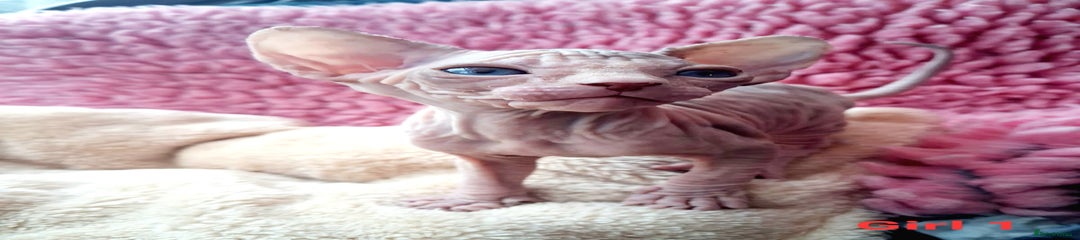 Sphynx Kitten 6