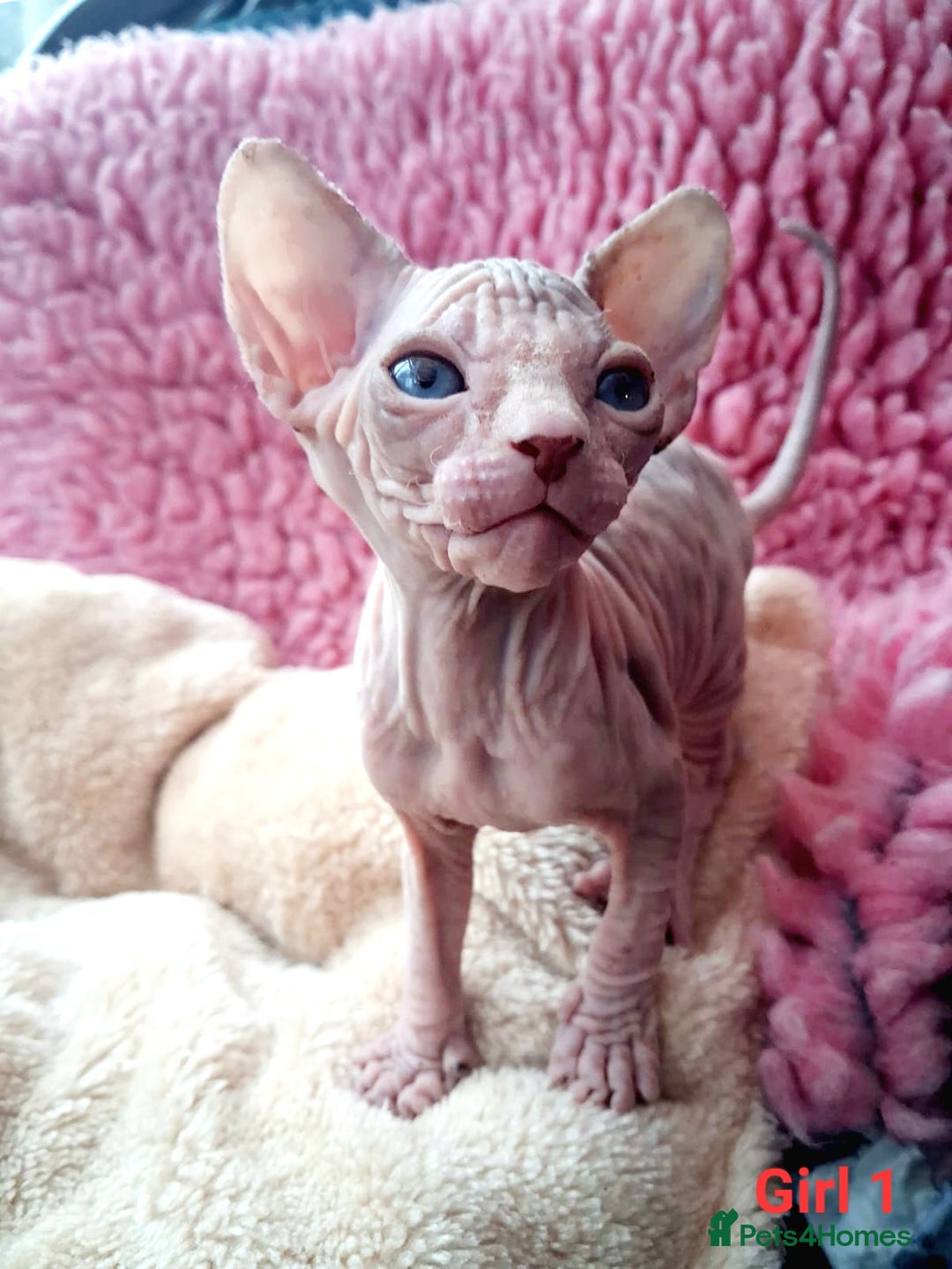 Sphynx cats for sale: Sphynx Kittens - Image 9