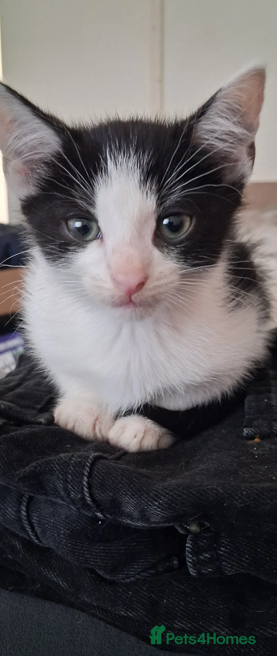 Mixed Breed cats for sale: 4 adorable playful kittens for sale - Advert 18