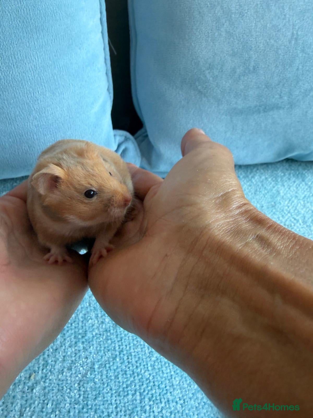 Hamster rodents Cinnamon female syrian hamster  - Advert 6
