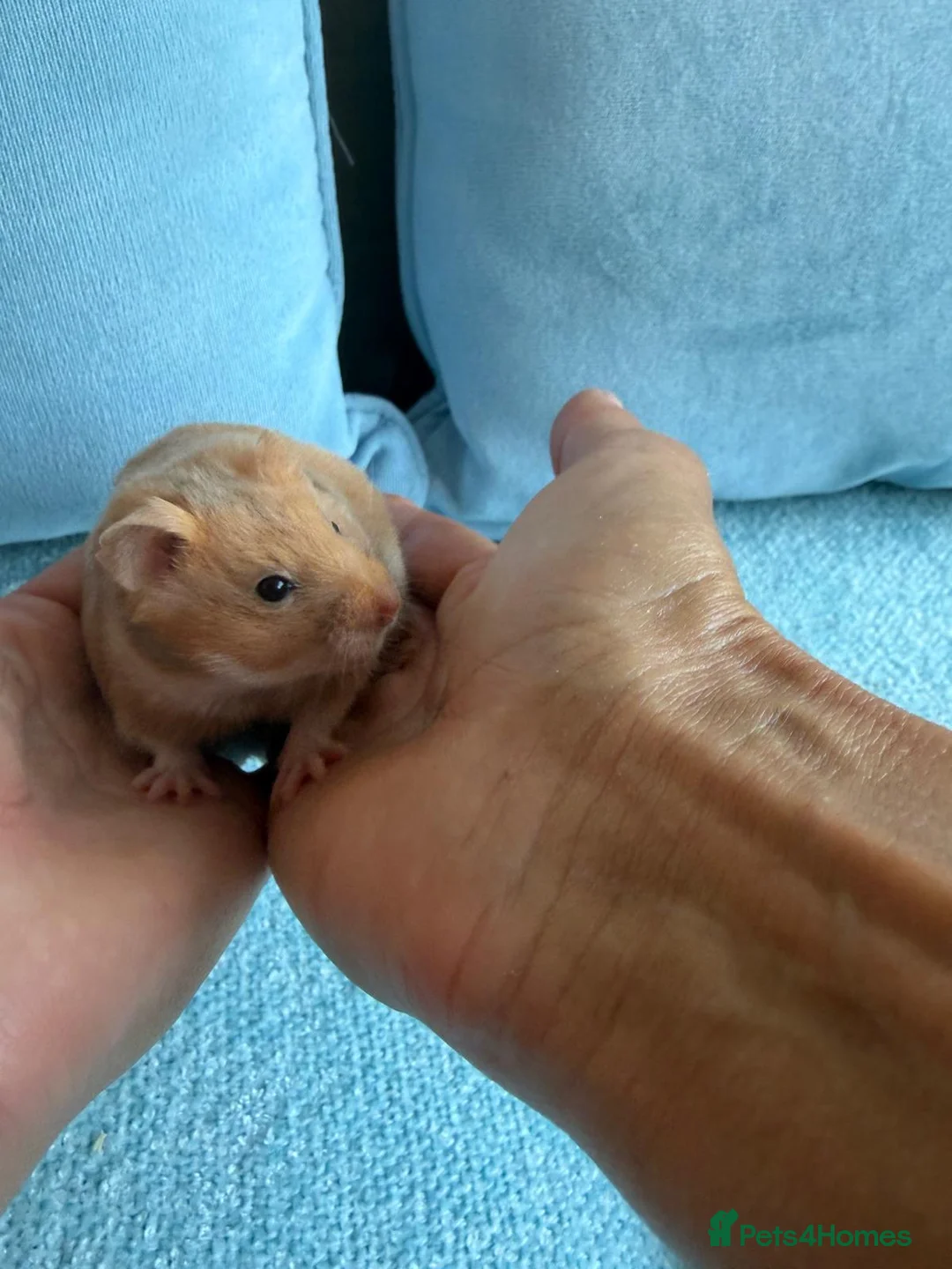 Hamster rodents for sale: Cage and Cinnamon female syrian hamster  - Advert 1