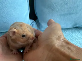 Hamster rodents Cinnamon female syrian hamster - Advert 6