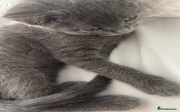 Russian Blue cats for sale: Russian blue girl for sale! - Image 3