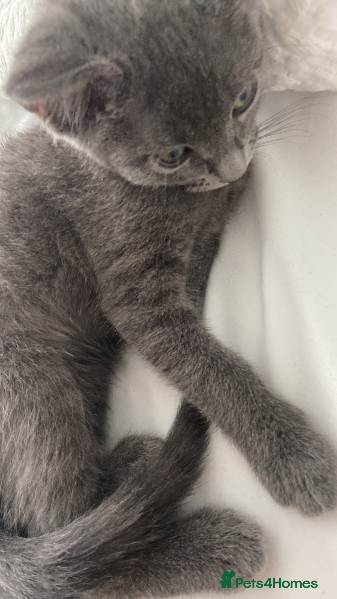 Russian Blue cats for sale: Russian blue girl for sale! - Image 3
