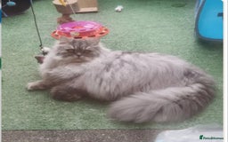 Maine Coon cats for sale: Gorgeous maine coon - Image 11
