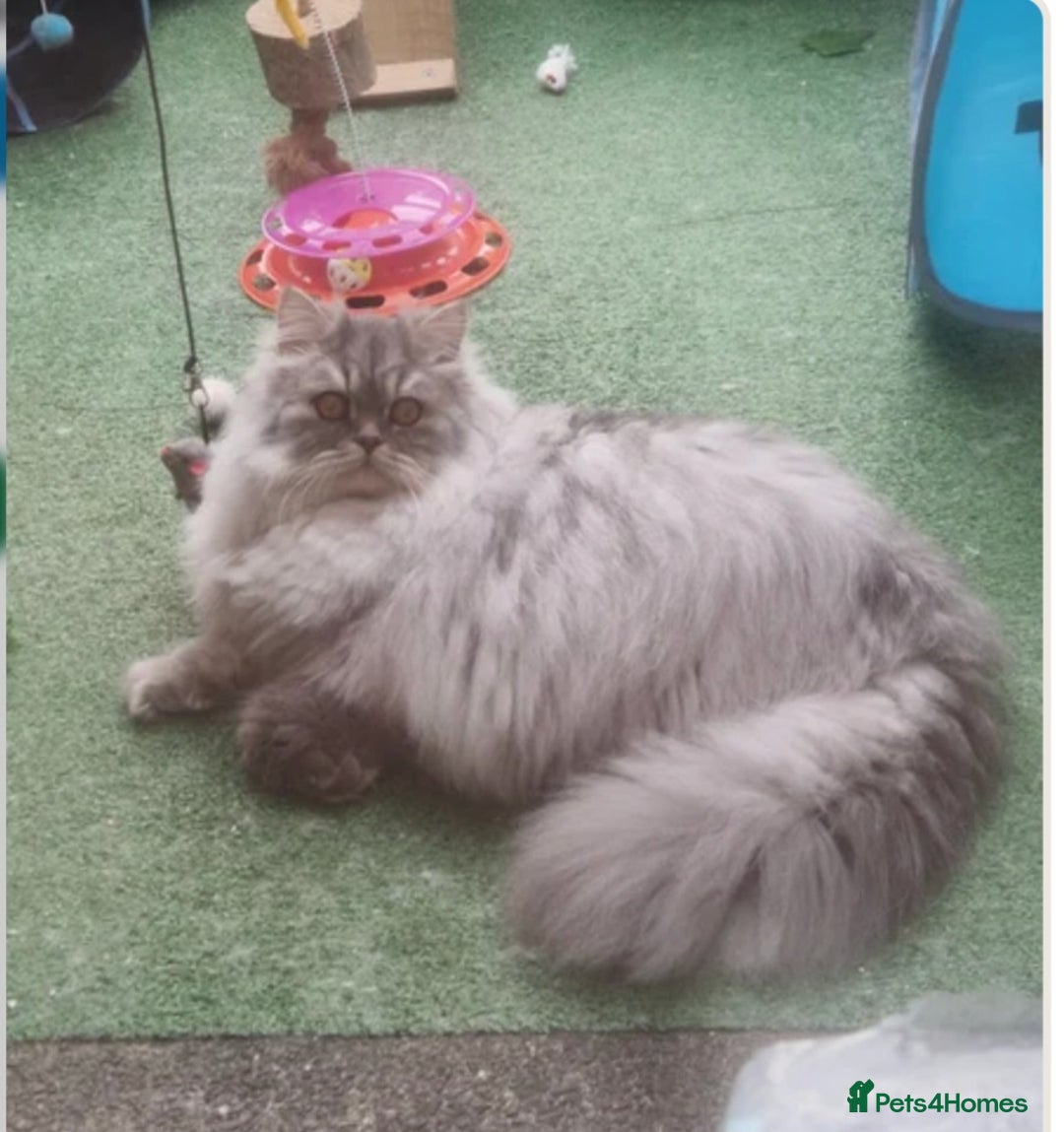 Maine Coon cats for sale: Gorgeous maine coon - Image 11