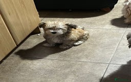 Havanese dogs for sale: Havanese  - Image 7