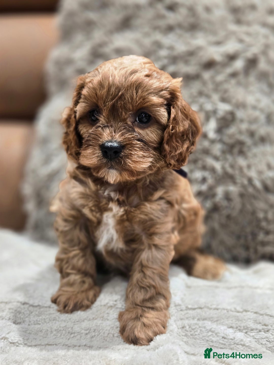 Cavapoo dogs for sale: Gorgeous Red Cavapoo Puppies - Advert 25