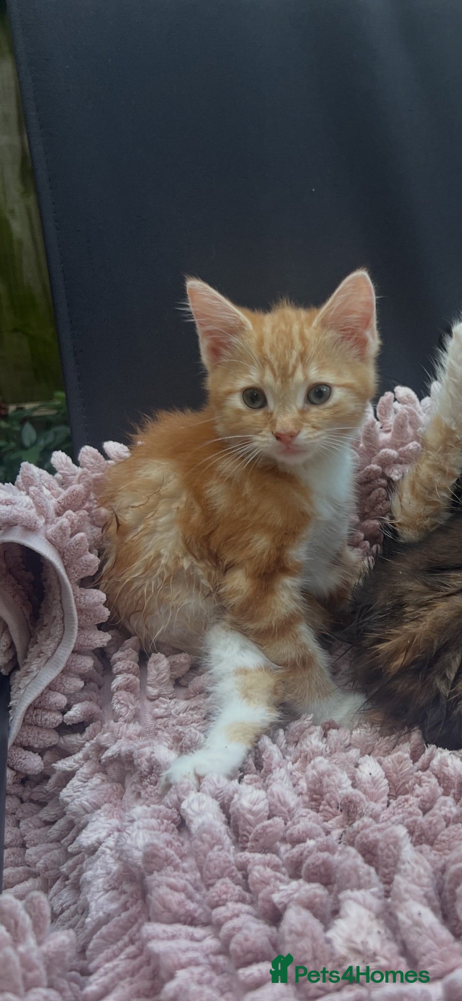 Mixed Breed cats Kitten for sale - Advert 1