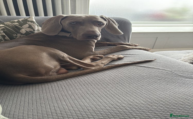 Weimaraner dogs - Advert 1