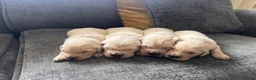Golden Retriever dogs for sale: Golden retreivers  - Advert 4