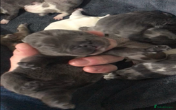 French Bulldog dogs for sale: French bulldog kc registered  - Image 4