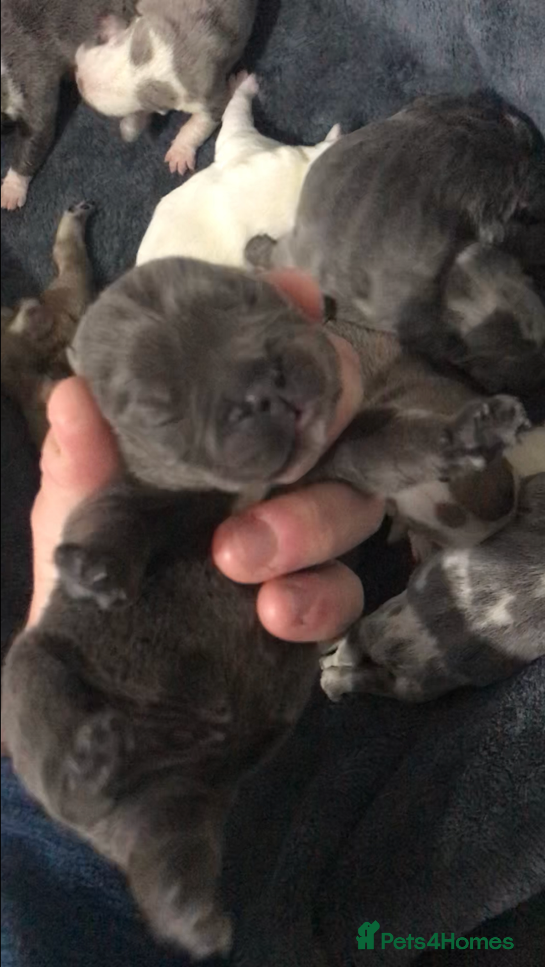 French Bulldog dogs for sale: French bulldog kc registered  - Image 4