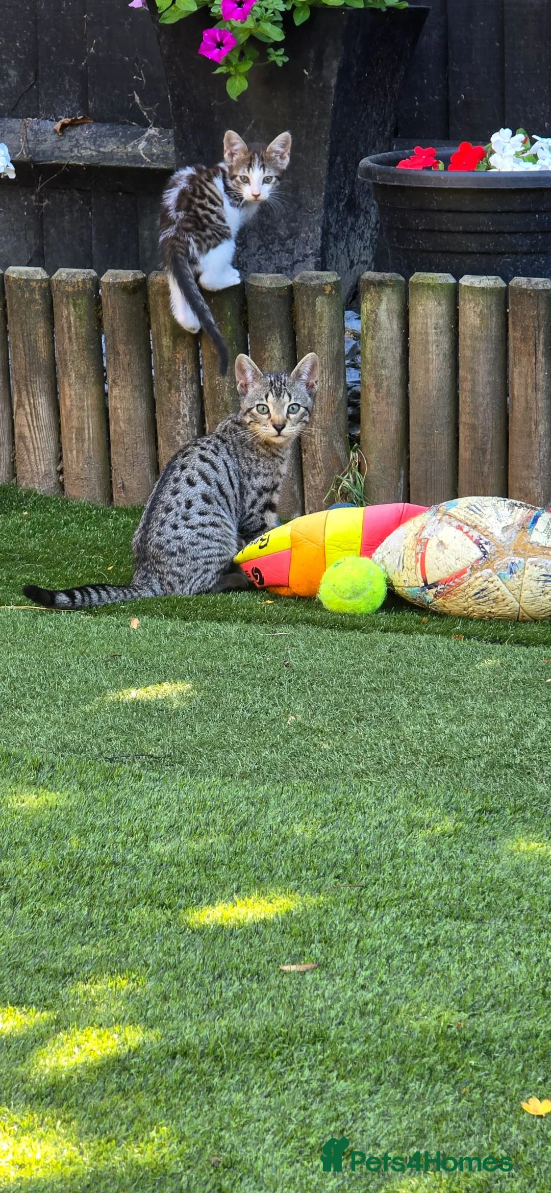 Mixed Breed cats for sale: Bengal cross kittens - Advert 2