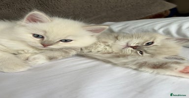 Ragdoll cats - Advert 12