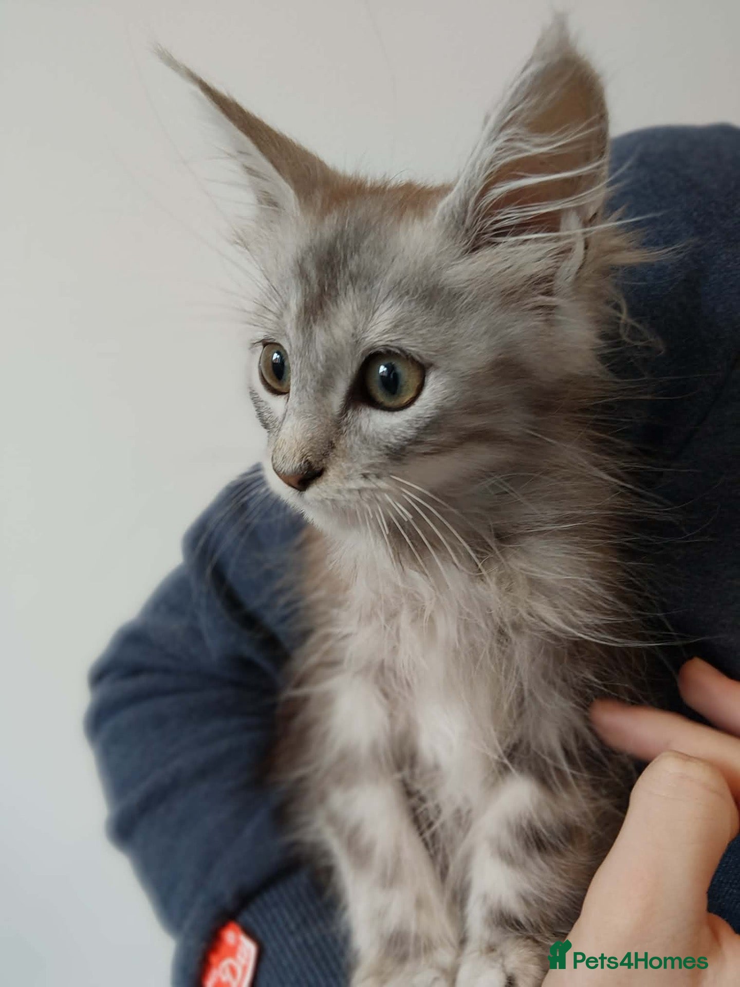 Maine Coon cats Majestic fluffballs FOR SALE (1 kitten left) - Advert 2