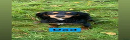 Cocker Spaniel dogs for sale: KC Reg Health Certifited Cocker Spaniels - Advert 10