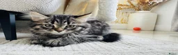 Mixed Breed cats for sale: Female Ragdoll X ready for a new home. - Advert 5