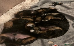 Jackapoo dogs for sale: Adorable (85% Toy Poodle) Jackapoo pups  - Image 4
